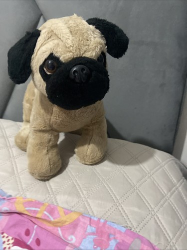 Cute fluffy pug - cute,