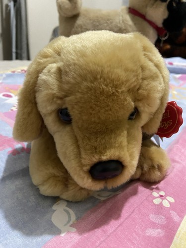 Cute fluffy golden - fluffy, brown